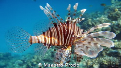Red Sea, Lion fish (Pterois antennata)
Egypt, Hurghada, ... by Maestro Protic 
